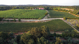 Il Metodo Classico dei Colli Berici